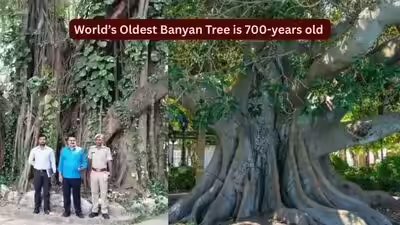 World’s oldest scientifically dated banyan tree is in Bihar: How travellers can visit this remarkable 700-year-old living landmark World’s oldest scientifically dated banyan tree is in Bihar: How travellers can visit this remarkable 700-year-old living landmark