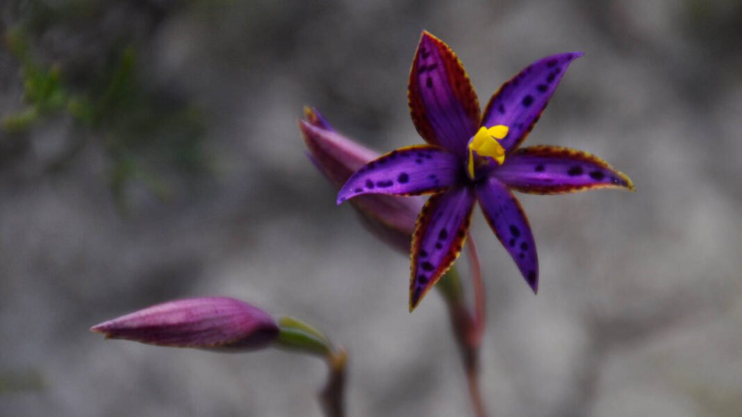 Scientists clone rare Queen of Sheba Orchid, growing 1,000 plants in five years Scientists clone rare Queen of Sheba Orchid, growing 1,000 plants in five years