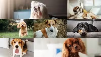 Living in a small home? These 7 dog breeds are the perfect fit Living in a small home? These 7 dog breeds are the perfect fit
