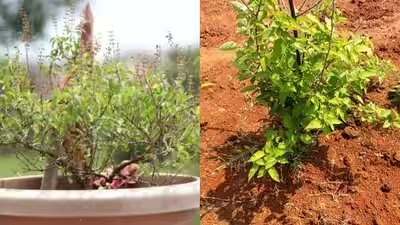 Growing Holy basil (tulsi) in pot vs on land: Which helps in grow better Growing Holy basil (tulsi) in pot vs on land: Which helps in grow better