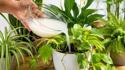Rice water for plants: 7 plants that grow well with this simple kitchen leftover | Rice water for plants: 7 plants that grow well with this simple kitchen leftover |