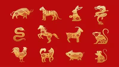 Daily Horoscope, August 11, 2026: Three Chinese Zodiac Signs May Get Lucky; Three Should Think Before Acting Daily Horoscope, August 11, 2026: Three Chinese Zodiac Signs May Get Lucky; Three Should Think Before Acting