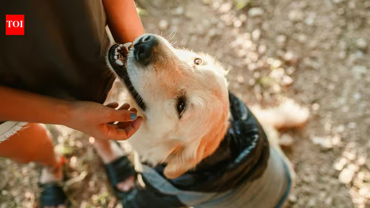 Scientists trained 182 pet dogs to sniff out one of America’s most destructive invasive insects, and most successfully found its hidden eggs | Scientists trained 182 pet dogs to sniff out one of America’s most destructive invasive insects, and most successfully found its hidden eggs |