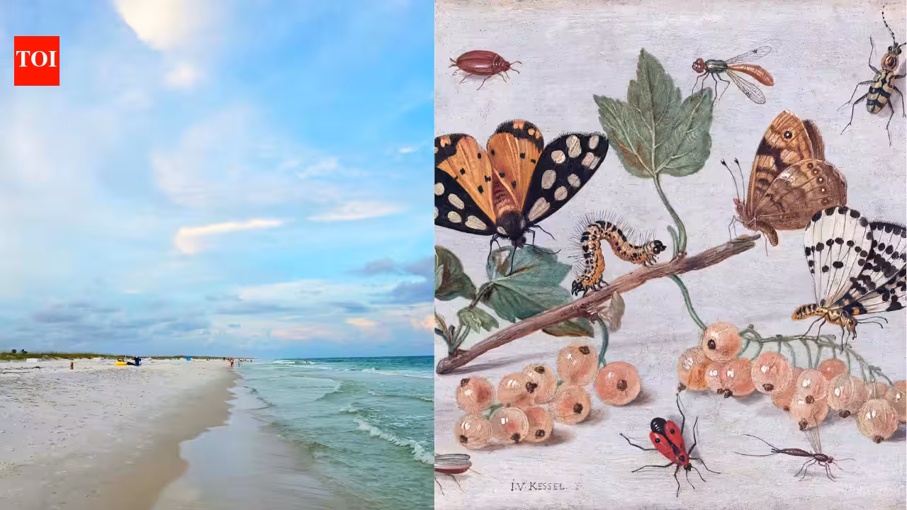 In 1966, scientists wiped out nearly every insect on tiny Florida islands to see how nature would rebuild itself | In 1966, scientists wiped out nearly every insect on tiny Florida islands to see how nature would rebuild itself |