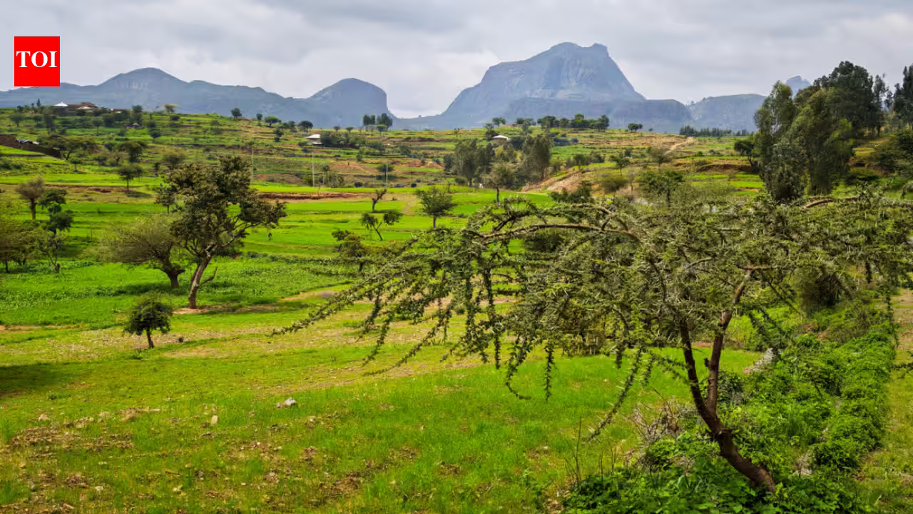Around 150 BCE, Aksum rose along Red Sea trade routes; researchers say surviving Tigray grapevines may preserve part of that ancient agricultural legacy Around 150 BCE, Aksum rose along Red Sea trade routes; researchers say surviving Tigray grapevines may preserve part of that ancient agricultural legacy