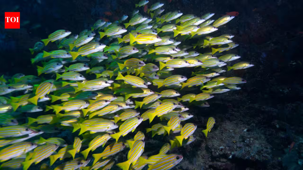 In 1869, the Suez Canal connected the Red Sea to the Mediterranean; over 150 years later, 120 fish species have crossed and scientists predict the next three In 1869, the Suez Canal connected the Red Sea to the Mediterranean; over 150 years later, 120 fish species have crossed and scientists predict the next three