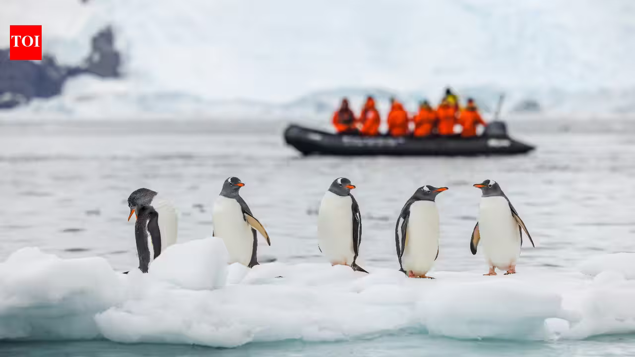 A 14-kilometre iceberg cut off food supply to an Antarctic penguin colony, and chick numbers dropped by 69% in one breeding season A 14-kilometre iceberg cut off food supply to an Antarctic penguin colony, and chick numbers dropped by 69% in one breeding season