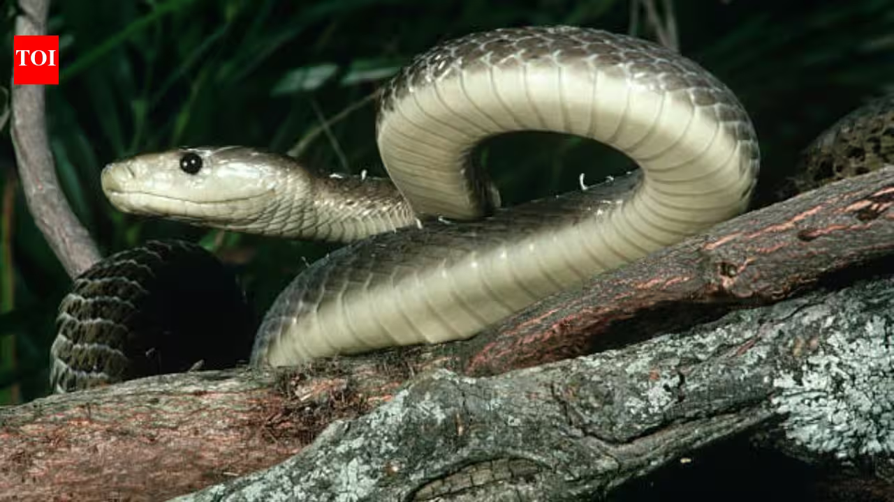 The black mamba is the fastest snake on Earth, but its incredible speed isn’t its only weapon; here’s how it hunts, strikes and captures prey with remarkable efficiency The black mamba is the fastest snake on Earth, but its incredible speed isn’t its only weapon; here’s how it hunts, strikes and captures prey with remarkable efficiency