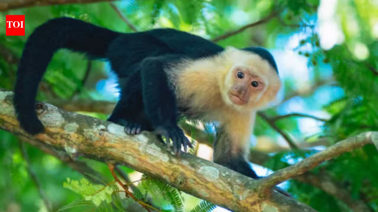 Costa Rica scientists placed an AI touchscreen in a wild forest; 16 capuchin monkeys used it for banana rewards and some learned to kiss the screen Costa Rica scientists placed an AI touchscreen in a wild forest; 16 capuchin monkeys used it for banana rewards and some learned to kiss the screen