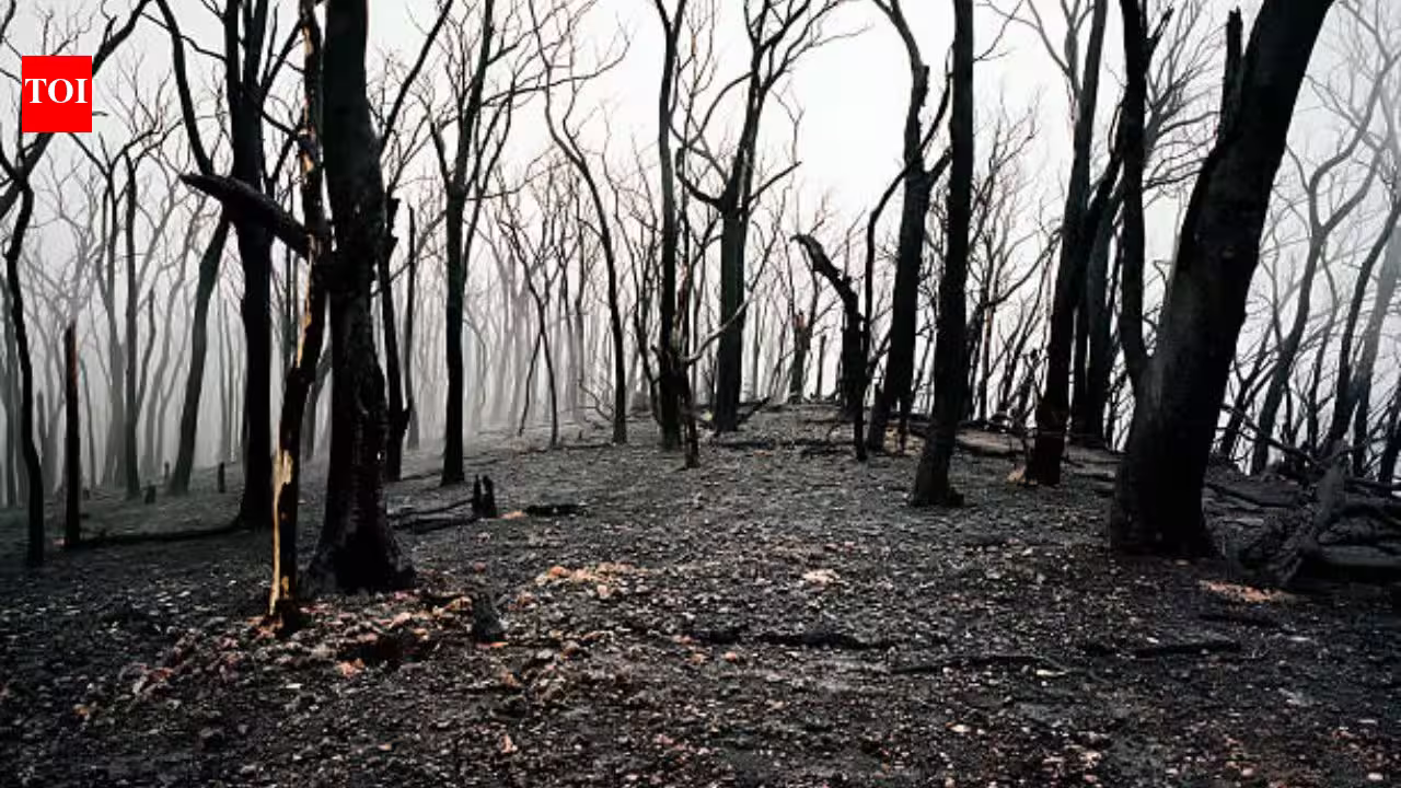 In 1987, Victoria began an A$26 million experiment inside a mountain ash forest; three decades later, the results surprised researchers In 1987, Victoria began an A$26 million experiment inside a mountain ash forest; three decades later, the results surprised researchers