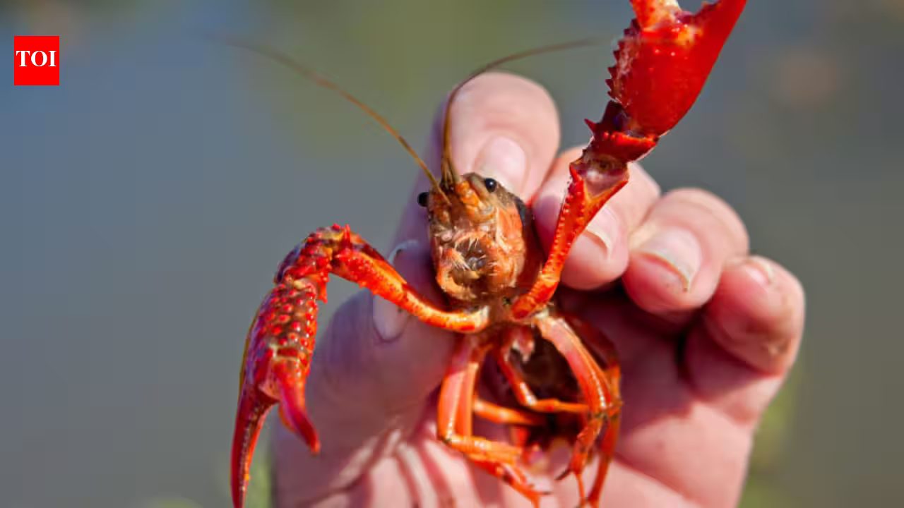 In 1974, Spain imported two tons of American red crayfish for aquaculture; 50 years later, the species cannot be removed In 1974, Spain imported two tons of American red crayfish for aquaculture; 50 years later, the species cannot be removed