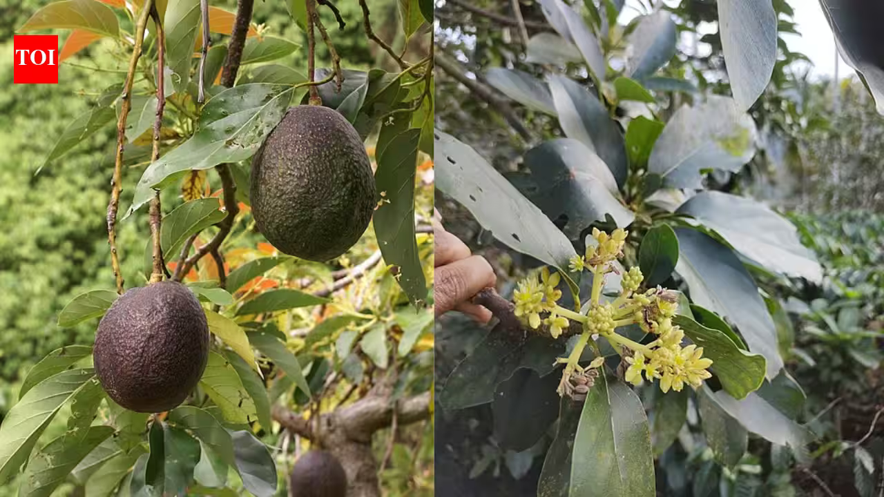 Scientists solve the 100-year-old mystery behind why avocado flowers change sex over two days | Scientists solve the 100-year-old mystery behind why avocado flowers change sex over two days |
