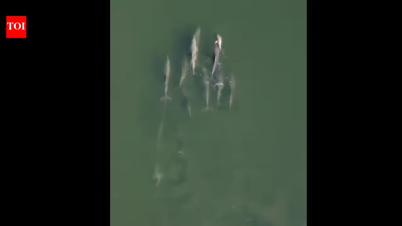 Watch: Viral video of dolphin carrying its dead newborn through the Indian Ocean reveals a deep and old ‘mourning ritual’ Watch: Viral video of dolphin carrying its dead newborn through the Indian Ocean reveals a deep and old ‘mourning ritual’
