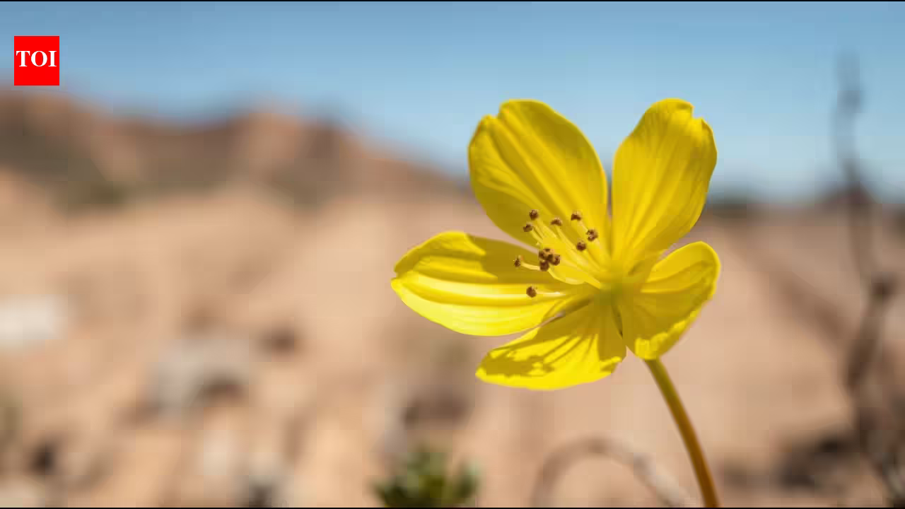 A rare yellow-flowered California plant unseen since 1957 has been rediscovered after 68 years | A rare yellow-flowered California plant unseen since 1957 has been rediscovered after 68 years |