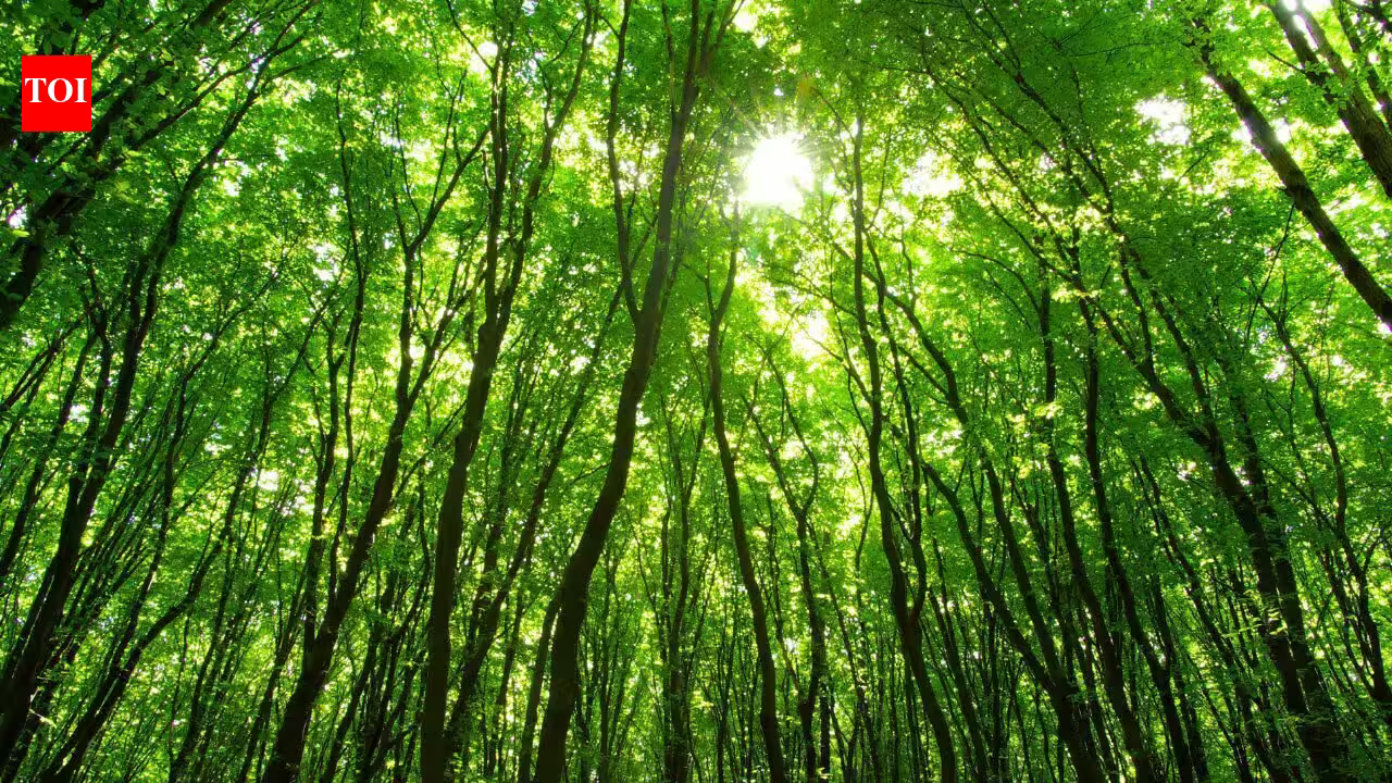 Scientists tracked global forest photosynthesis for 20 years and found species-rich forests improved faster; biodiversity loss could reduce the trend by up to 17% by 2050 Scientists tracked global forest photosynthesis for 20 years and found species-rich forests improved faster; biodiversity loss could reduce the trend by up to 17% by 2050