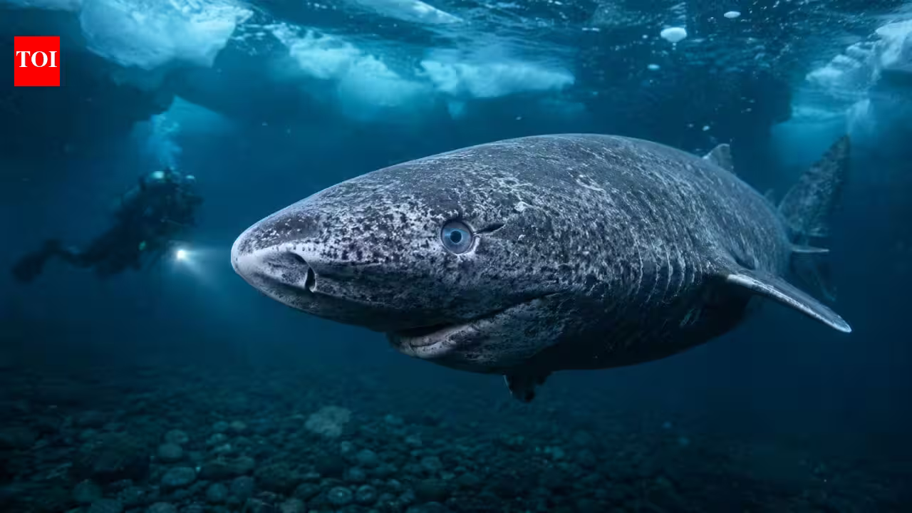 Scientists discover Greenland sharks can survive for centuries with functioning eyesight, overturning the long-held belief that they are blind | Scientists discover Greenland sharks can survive for centuries with functioning eyesight, overturning the long-held belief that they are blind |