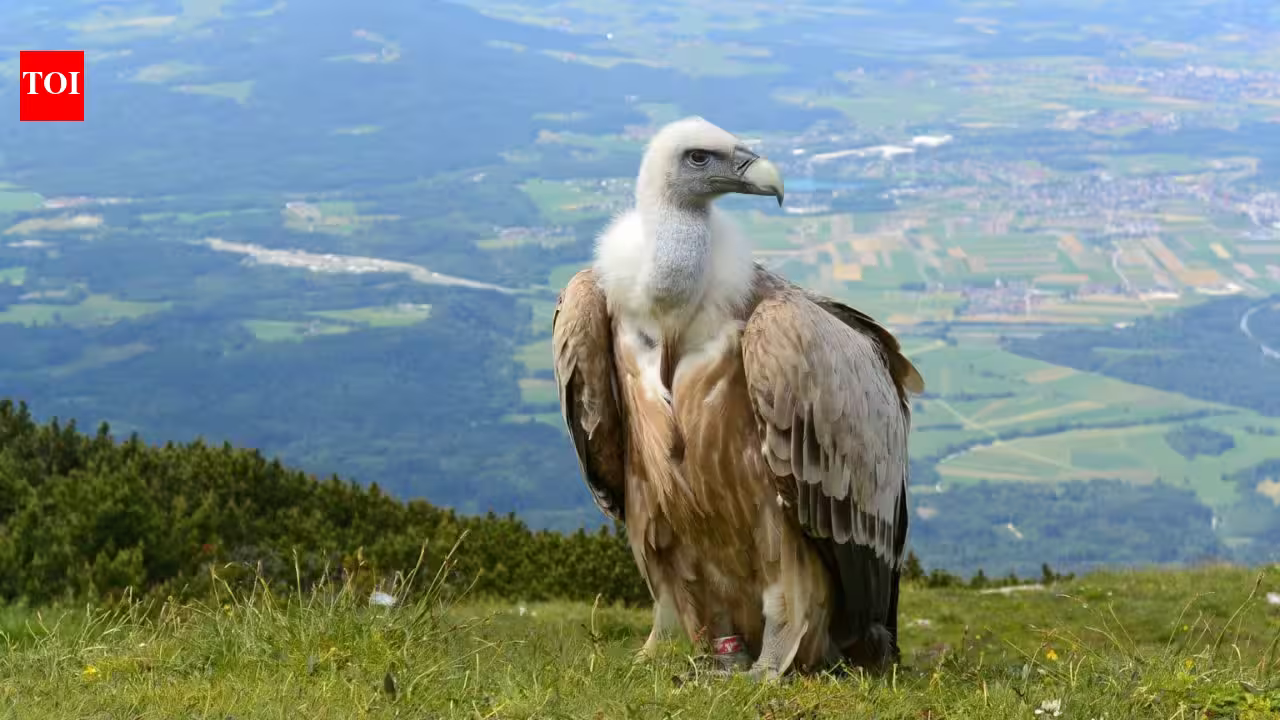 Why vultures don’t get sick from eating rotten meat; the remarkable adaptations that make them nature’s ultimate clean-up crew Why vultures don’t get sick from eating rotten meat; the remarkable adaptations that make them nature’s ultimate clean-up crew