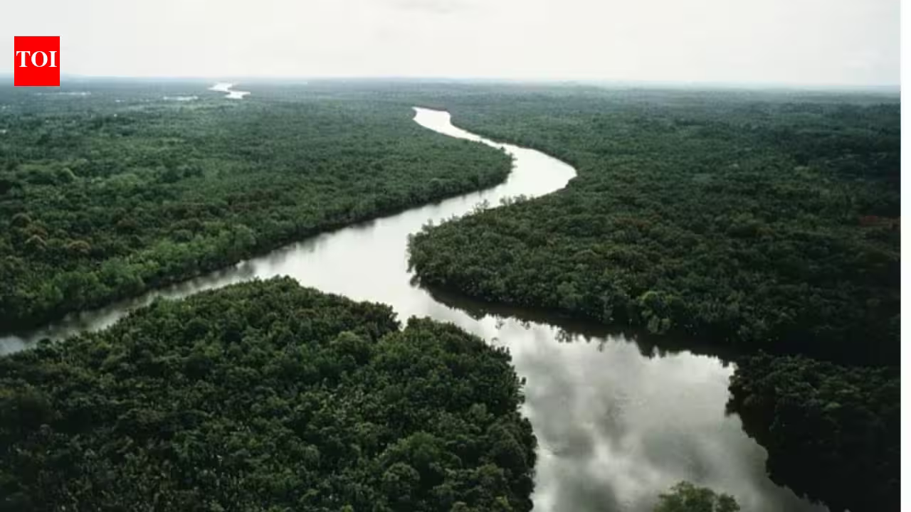 In 2003, China planted small islands of native trees along a degraded river; 20 years later they held only 19–30% of an intact forest’s diversity and biomass In 2003, China planted small islands of native trees along a degraded river; 20 years later they held only 19–30% of an intact forest’s diversity and biomass