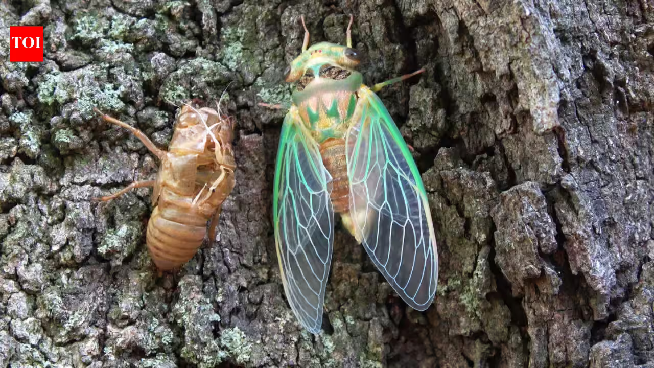 Scientists coated a cicada wing with silver and created a sensor that amplified faint molecular signals by tens of millions Scientists coated a cicada wing with silver and created a sensor that amplified faint molecular signals by tens of millions