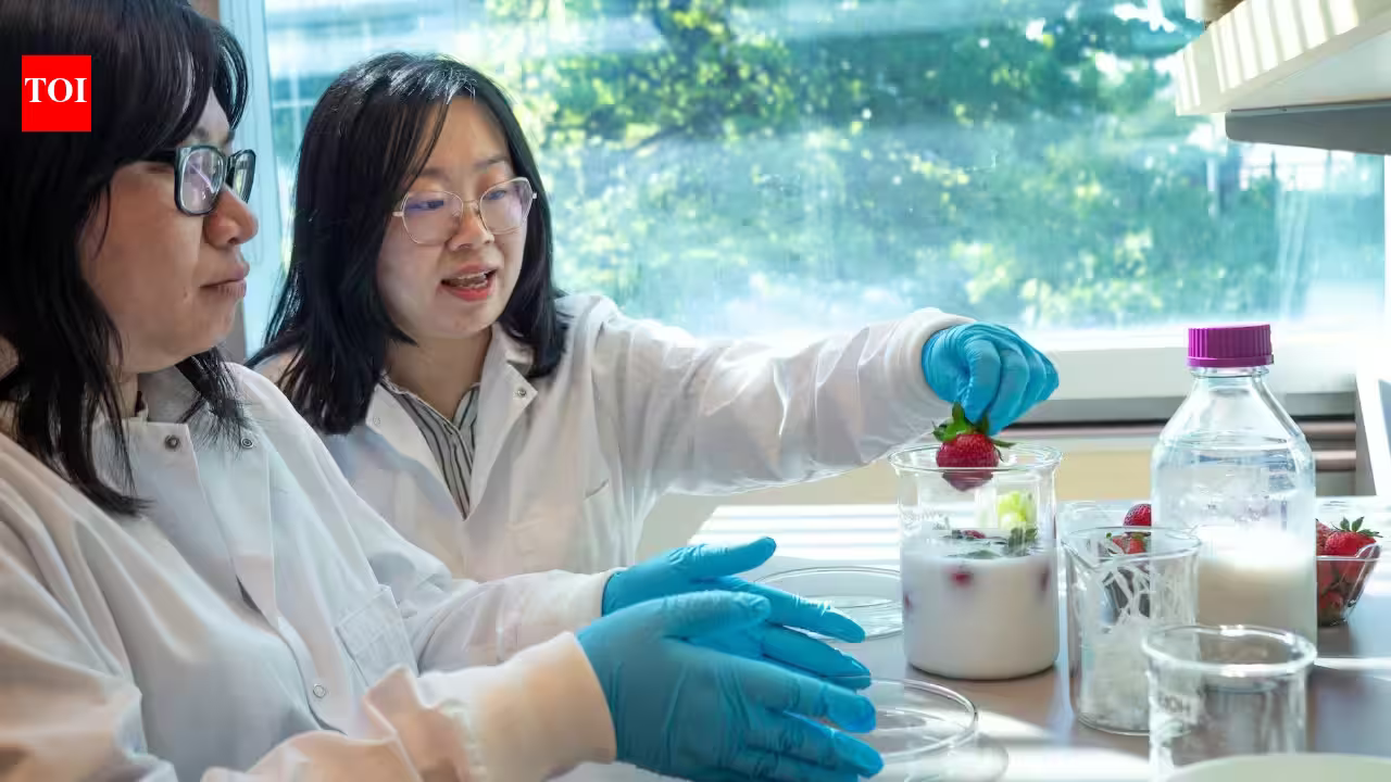 Keeping Strawberries Fresh: Scientists have found a way to keep strawberries fresher than a fridge Keeping Strawberries Fresh: Scientists have found a way to keep strawberries fresher than a fridge
