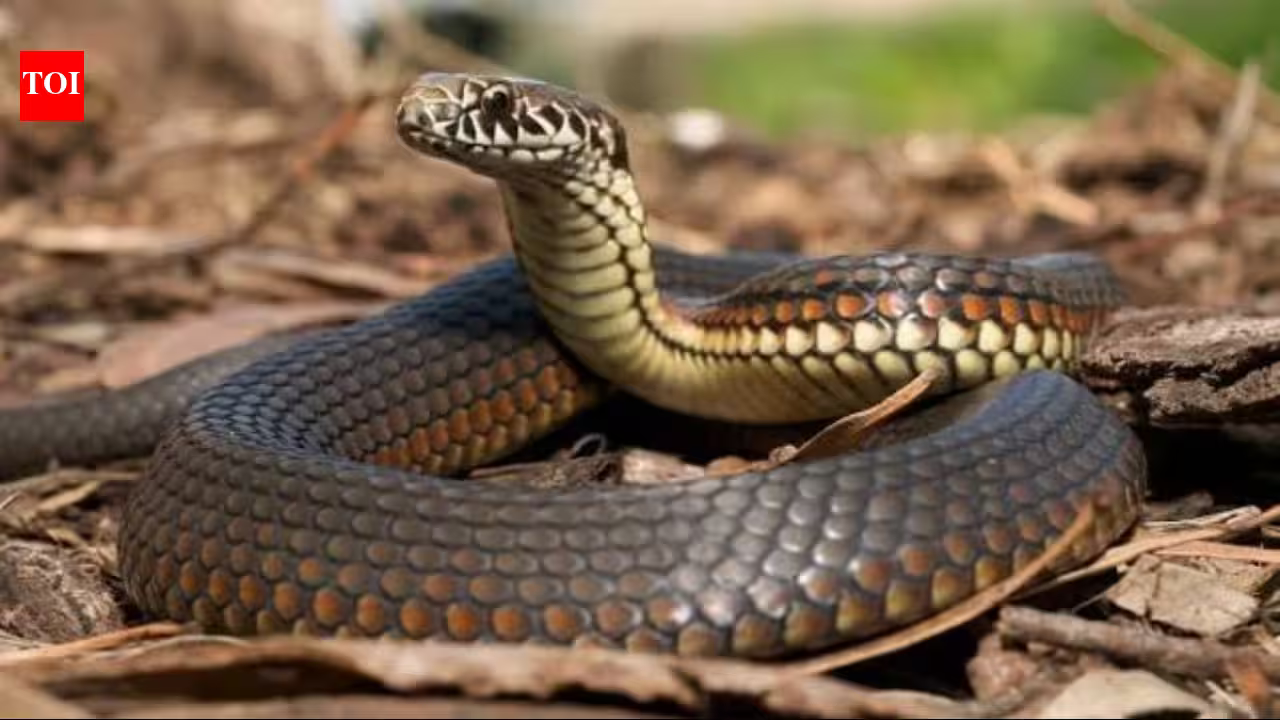 Researchers examined every body vertebra in 13 Australian snakes and found five distinct regions, including a short neck just 7 to 12 vertebrae long Researchers examined every body vertebra in 13 Australian snakes and found five distinct regions, including a short neck just 7 to 12 vertebrae long