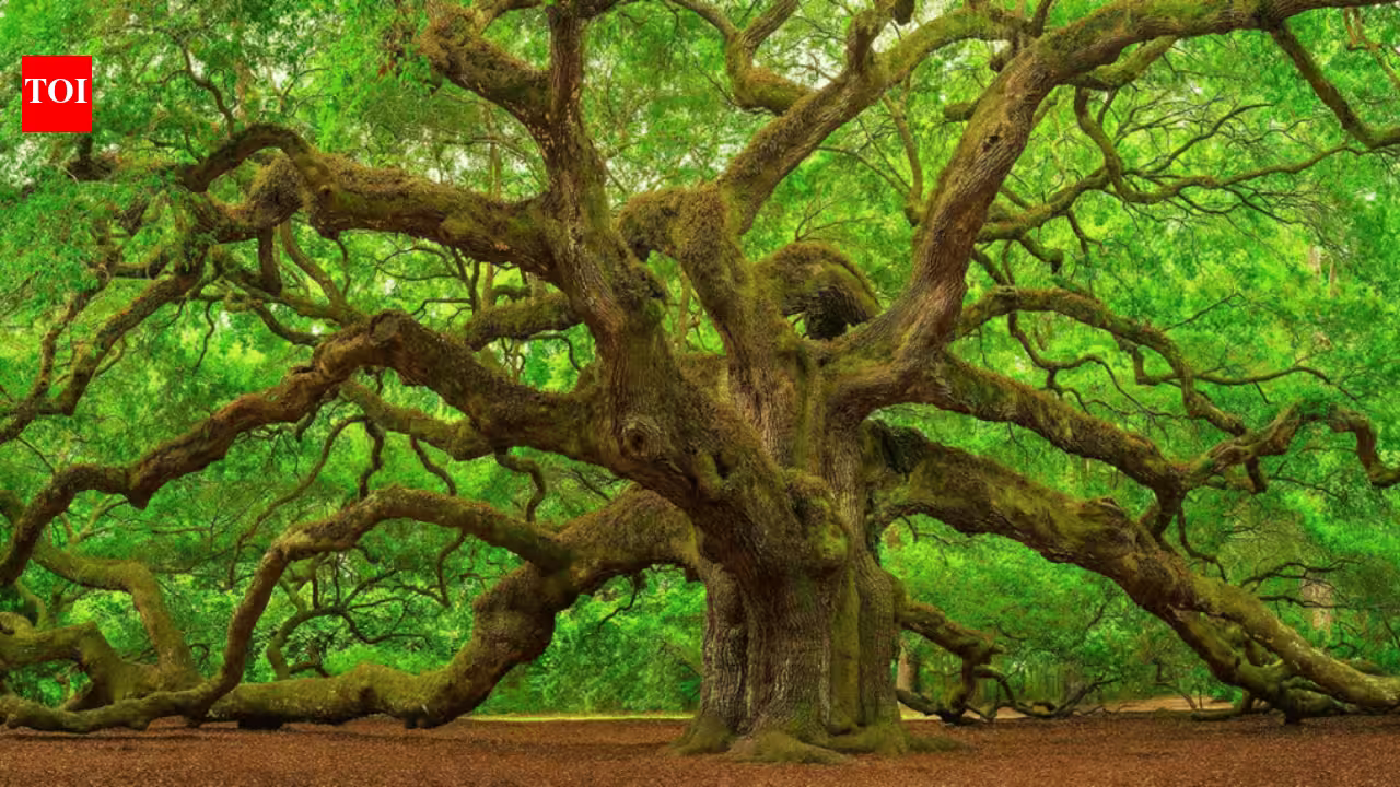 Scientists reviewed 54 Asian oak species; 40 had no backup in any botanical collection, while one may already be extinct in the wild Scientists reviewed 54 Asian oak species; 40 had no backup in any botanical collection, while one may already be extinct in the wild