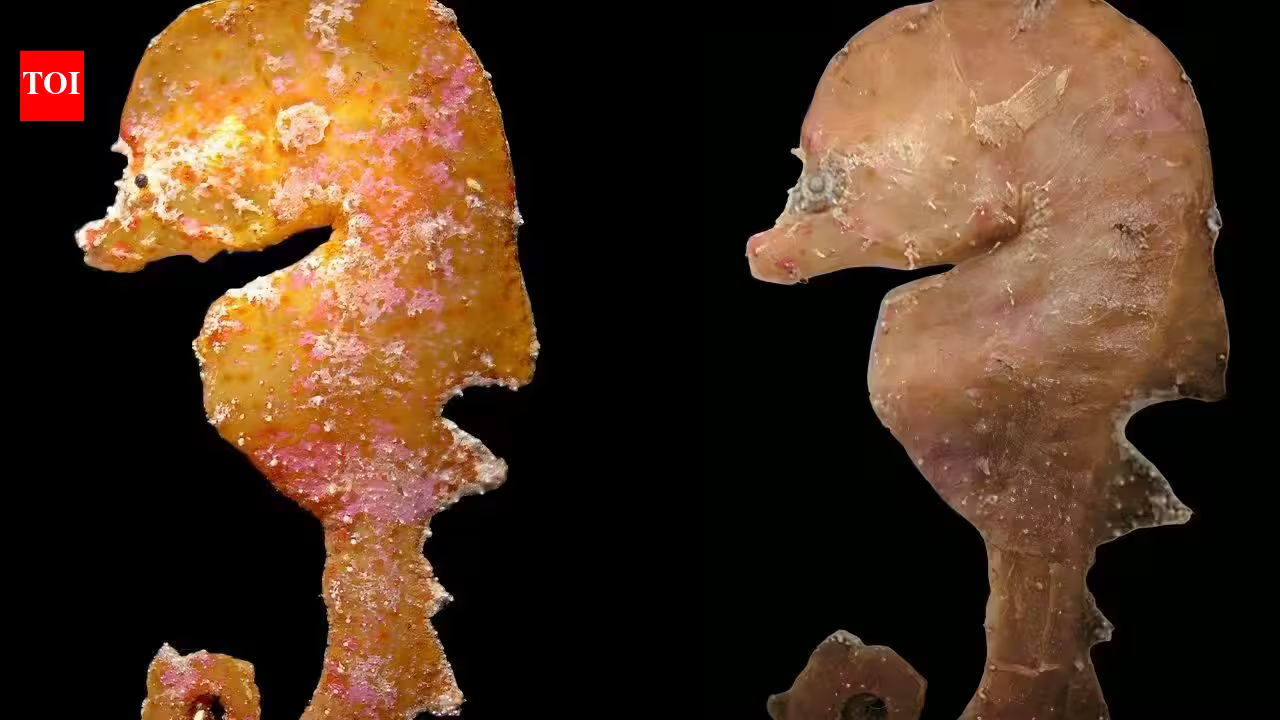In 2006, a tiny deep-reef fish was pulled from deep water off South Australia and misfiled; 20 years later, scientists recognised a new species In 2006, a tiny deep-reef fish was pulled from deep water off South Australia and misfiled; 20 years later, scientists recognised a new species
