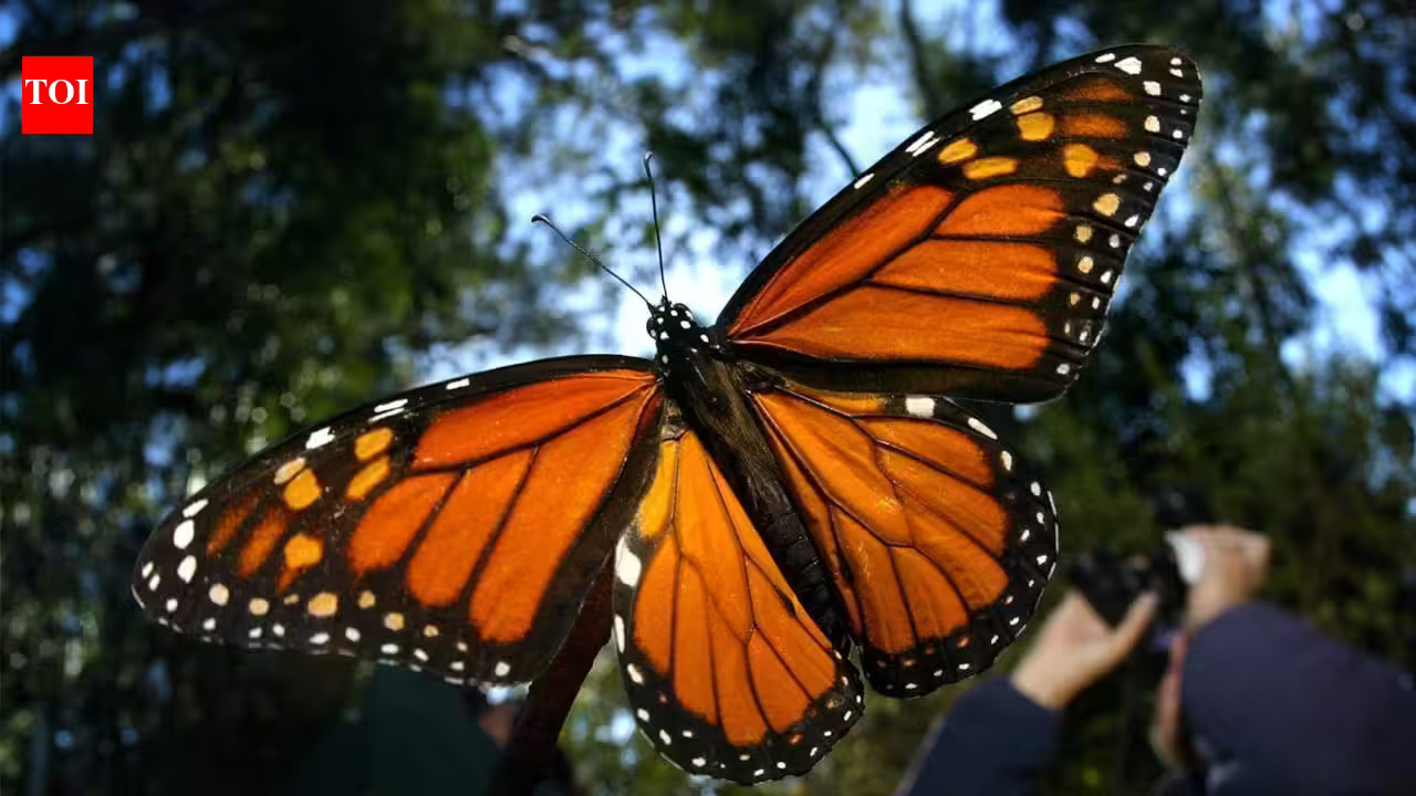 California’s winter monarch migration has collapsed from millions in the 1990s to 12,260 butterflies in 2025; the third-lowest count ever recorded | California’s winter monarch migration has collapsed from millions in the 1990s to 12,260 butterflies in 2025; the third-lowest count ever recorded |