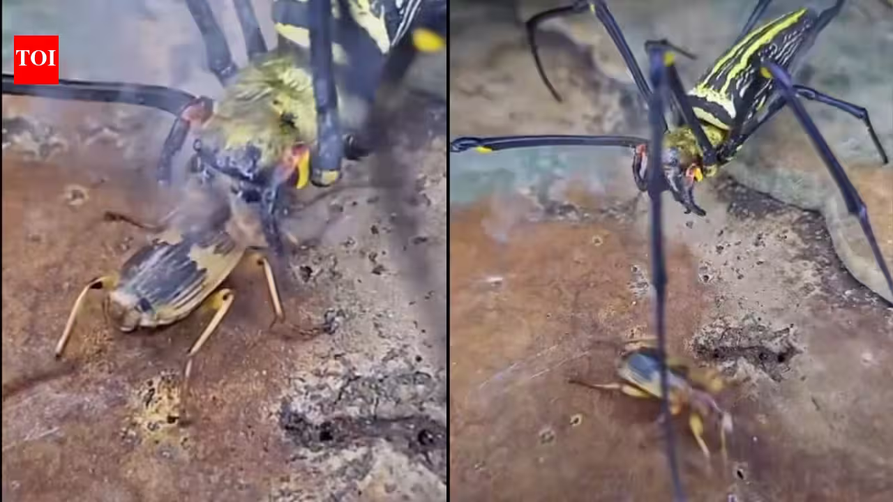 The insect that carries its own bomb: How the bombardier beetle turns chemistry into a weapon against its predators The insect that carries its own bomb: How the bombardier beetle turns chemistry into a weapon against its predators