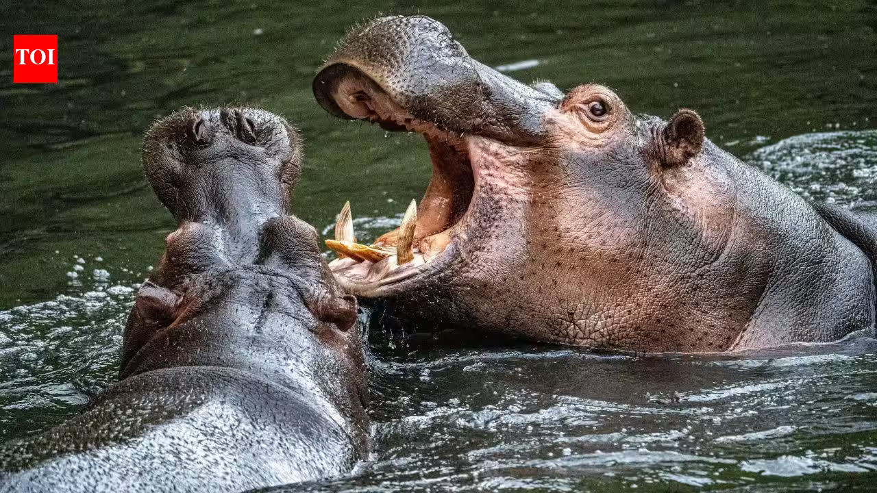 In 1980s, Colombia inherited 4 hippos left behind at Pablo Escobar’s estate, but today they have grown into world’s largest invasive hippo population | In 1980s, Colombia inherited 4 hippos left behind at Pablo Escobar’s estate, but today they have grown into world’s largest invasive hippo population |