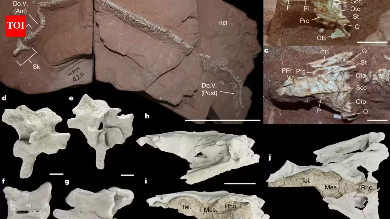 80-million-year-old snake skull discovery in Brazil proves that ancient snakes conquered the three worlds at once | 80-million-year-old snake skull discovery in Brazil proves that ancient snakes conquered the three worlds at once |