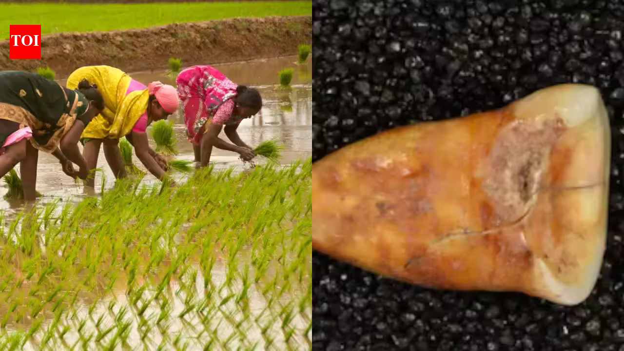15000-year-old bones and teeth reveal what humans ate before agriculture 15000-year-old bones and teeth reveal what humans ate before agriculture