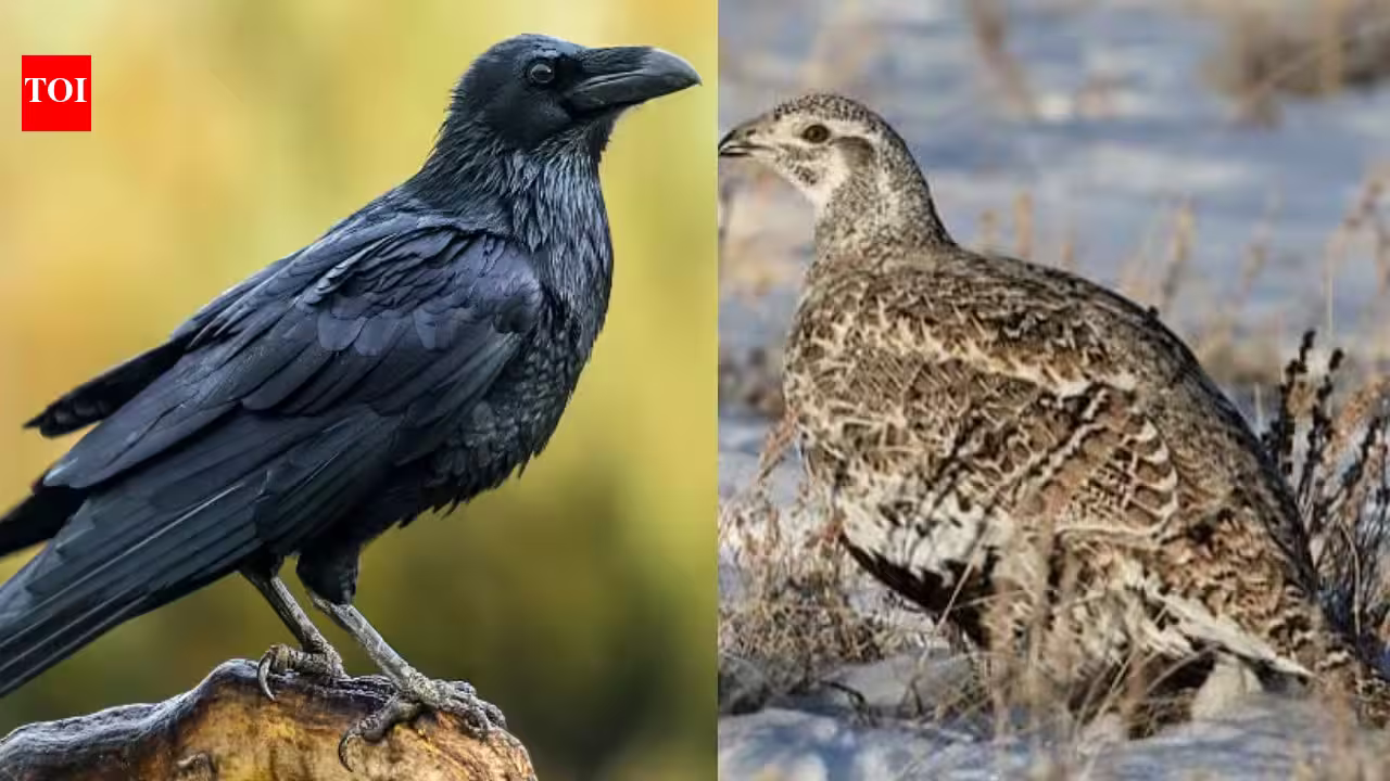 Why wildlife managers are coating raven eggs with nontoxic oil to protect sage-grouse Why wildlife managers are coating raven eggs with nontoxic oil to protect sage-grouse