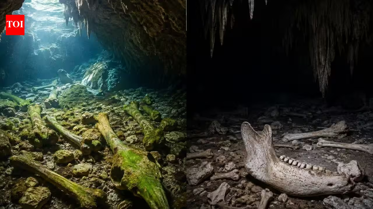 Scientists studied animal bones in South Australia’s underwater caves; those near light carried algae marks while bones in total darkness remained remarkably pristine Scientists studied animal bones in South Australia’s underwater caves; those near light carried algae marks while bones in total darkness remained remarkably pristine