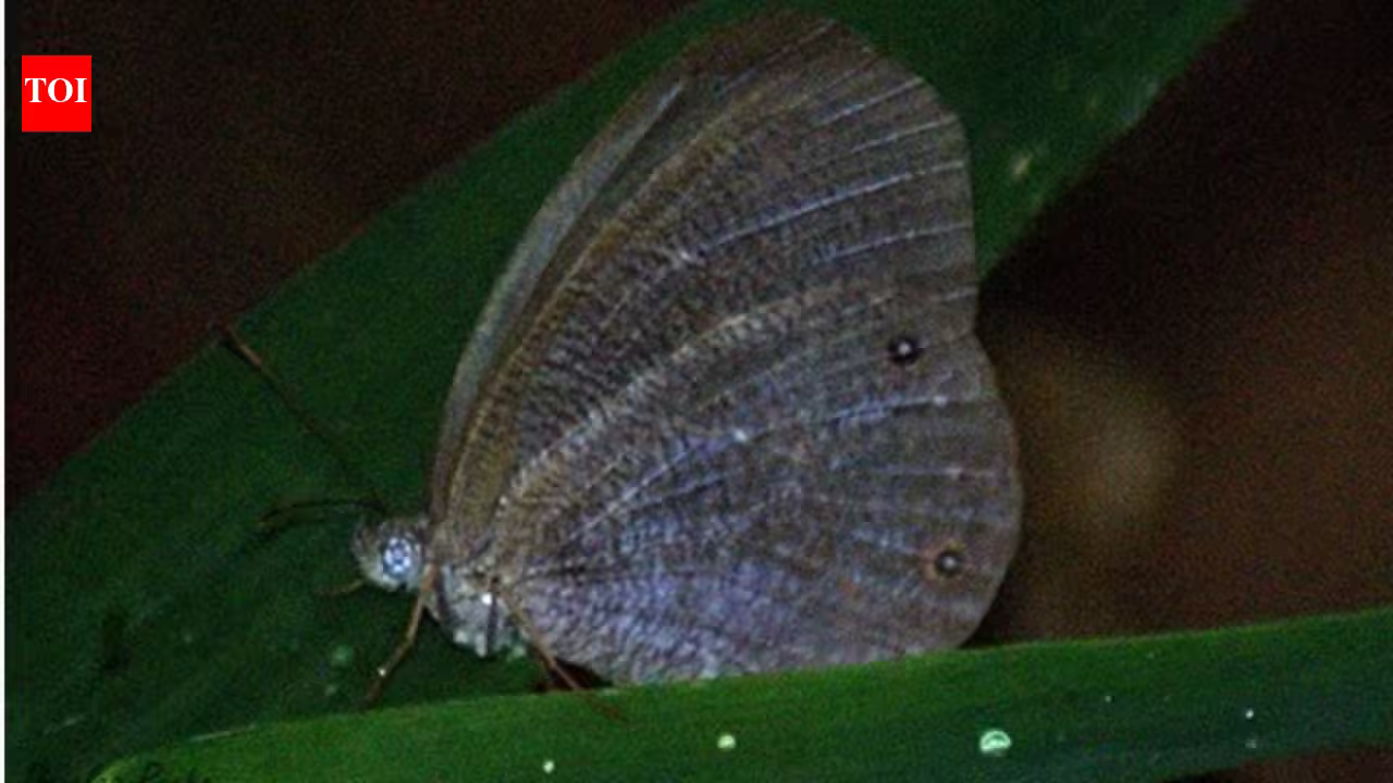 Butterflies are changing where they live across the planet, with climate and extreme weather driving most documented shifts Butterflies are changing where they live across the planet, with climate and extreme weather driving most documented shifts