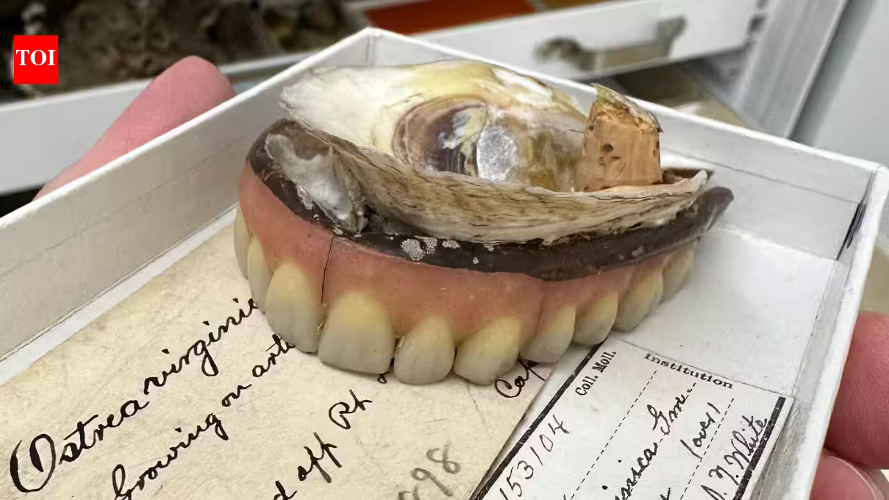 In 1898, Chesapeake Bay was so full of oysters that one grew on a lost set of dentures; today, more than 99% of the historic native population has disappeared In 1898, Chesapeake Bay was so full of oysters that one grew on a lost set of dentures; today, more than 99% of the historic native population has disappeared