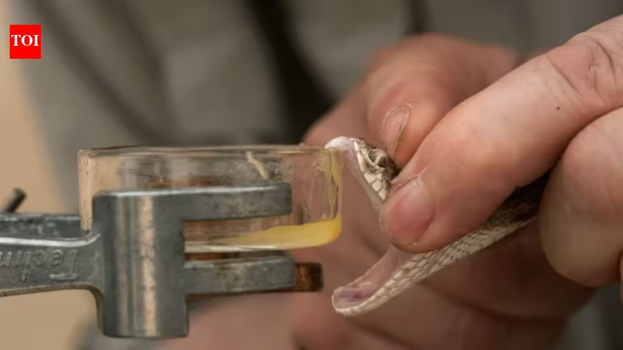 For more than 125 years, horses have quietly helped save snakebite victims. Here’s how their blood becomes life-saving antivenom | For more than 125 years, horses have quietly helped save snakebite victims. Here’s how their blood becomes life-saving antivenom |