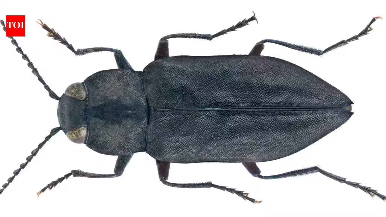 Scientists discover Black pine jewel beetles use heat, smoke and infrared organs to find wildfires using nature’s most sophisticated sensory system | Scientists discover Black pine jewel beetles use heat, smoke and infrared organs to find wildfires using nature’s most sophisticated sensory system |