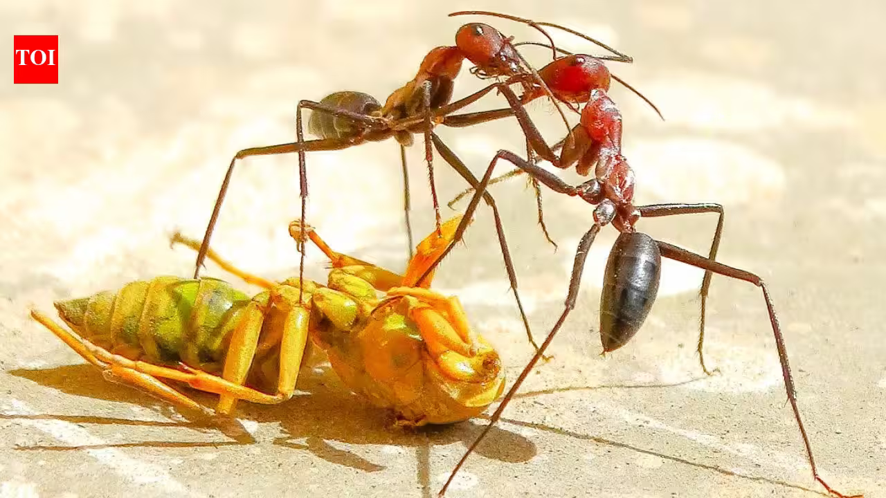 This 6,000 km long underground city stretching from Portugal to Italy is built by the Argentine ants across the coasts of four European countries | This 6,000 km long underground city stretching from Portugal to Italy is built by the Argentine ants across the coasts of four European countries |