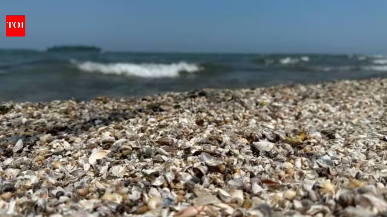 Thousands of zebra mussels were detected in Spain’s Ebro River in 2001; today they are collapsing structures and pipes with a population of 40,000 per square meter Thousands of zebra mussels were detected in Spain’s Ebro River in 2001; today they are collapsing structures and pipes with a population of 40,000 per square meter