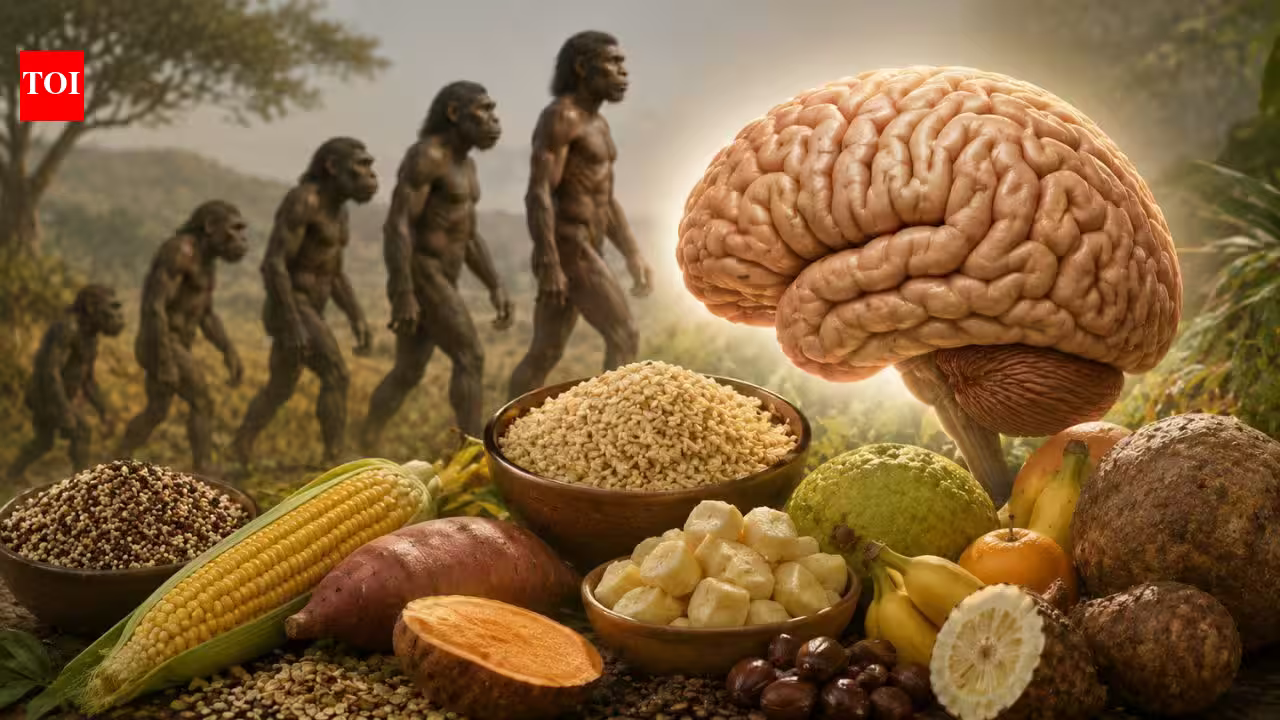 Human brain evolution may have depended on sugars and carbohydrates, not just meat; new study finds | Human brain evolution may have depended on sugars and carbohydrates, not just meat; new study finds |