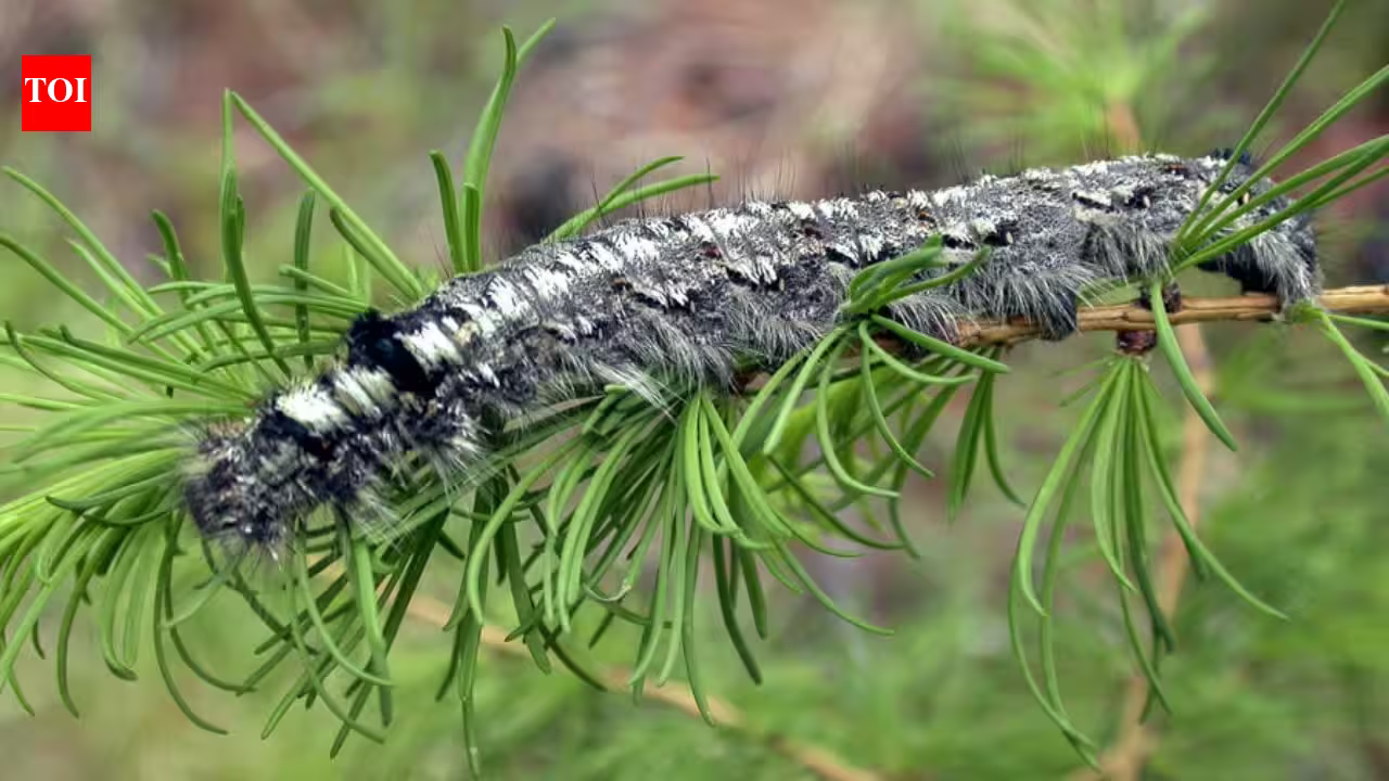 A moth outbreak has killed off forests across Siberia, now the flammable wood is causing wildfires that humans are unable to contain A moth outbreak has killed off forests across Siberia, now the flammable wood is causing wildfires that humans are unable to contain