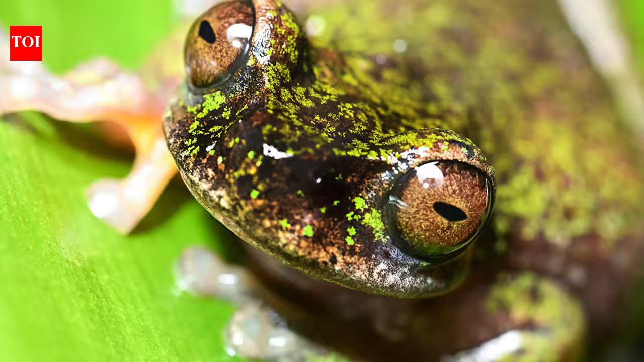 Meet Costa Rica’s tiny ‘coffee frog,’ a nocturnal species found living among coffee shrubs Meet Costa Rica’s tiny ‘coffee frog,’ a nocturnal species found living among coffee shrubs