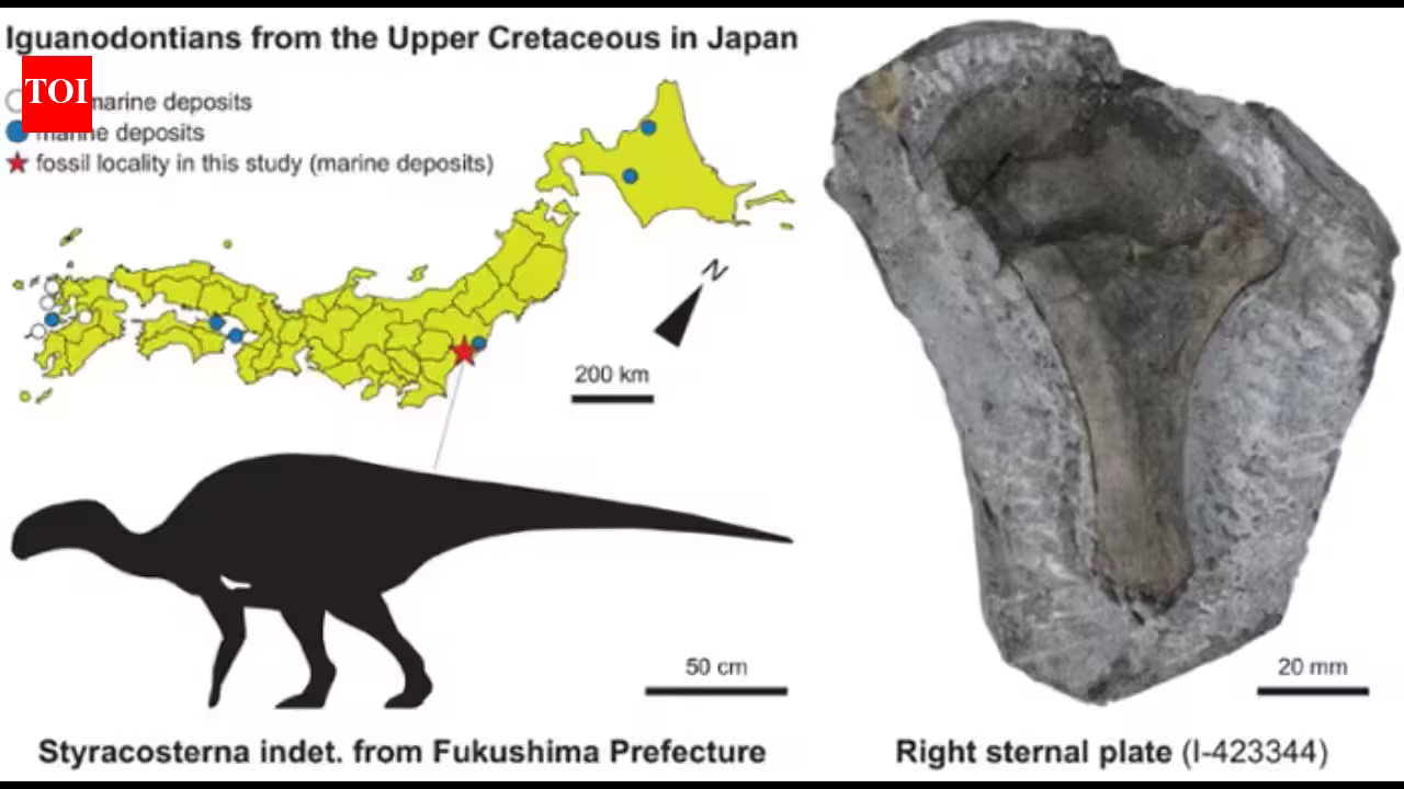 In 1999, a dinosaur bone was found on Japan’s Fukushima coast and left unstudied; in 2026, scientists identified it belonged to a 3-metre iguanodontian that lived 90 million years ago In 1999, a dinosaur bone was found on Japan’s Fukushima coast and left unstudied; in 2026, scientists identified it belonged to a 3-metre iguanodontian that lived 90 million years ago