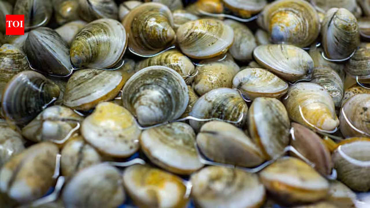 In 2018, scientists found just 39 surviving clams in Florida’s Indian River Lagoon; they bred them and have since outplanted 65 million In 2018, scientists found just 39 surviving clams in Florida’s Indian River Lagoon; they bred them and have since outplanted 65 million