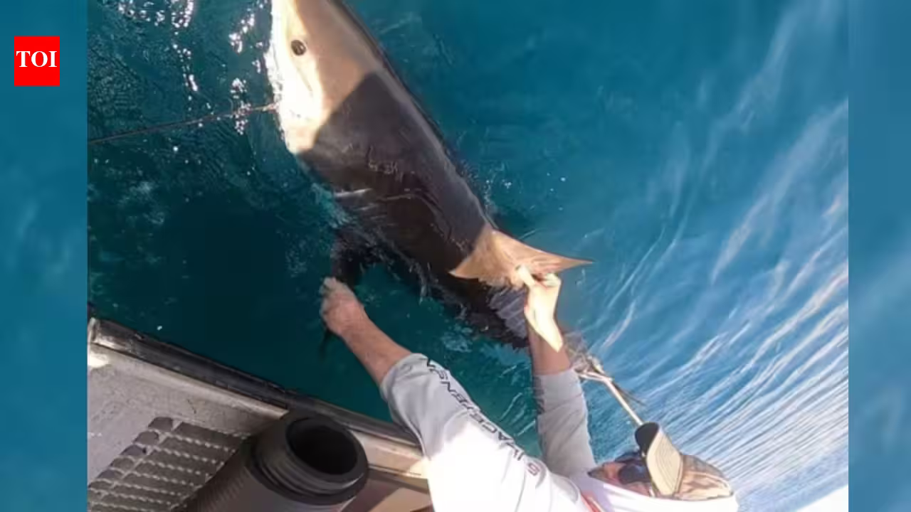 US scientists are tagging sharks with ocean sensors; every time they surface, data is sent by satellite to help forecast how strongly hurricanes may intensify US scientists are tagging sharks with ocean sensors; every time they surface, data is sent by satellite to help forecast how strongly hurricanes may intensify