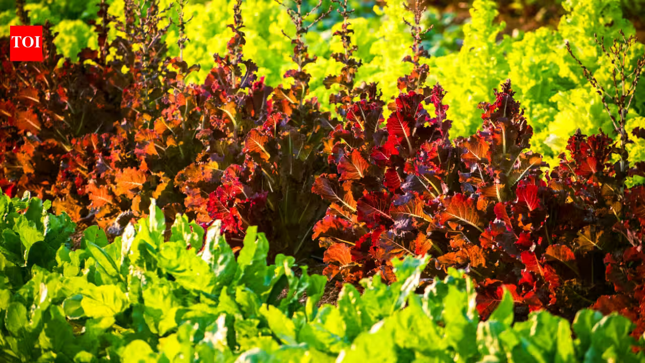 Researchers used a gene gun to make lettuce and tobacco produce cattle and pig myoglobin, the protein that gives meat its red colour and umami flavour Researchers used a gene gun to make lettuce and tobacco produce cattle and pig myoglobin, the protein that gives meat its red colour and umami flavour