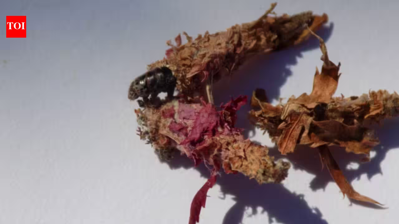This insect makes a house of silk and leaves and then carries it everywhere on its back for safety This insect makes a house of silk and leaves and then carries it everywhere on its back for safety