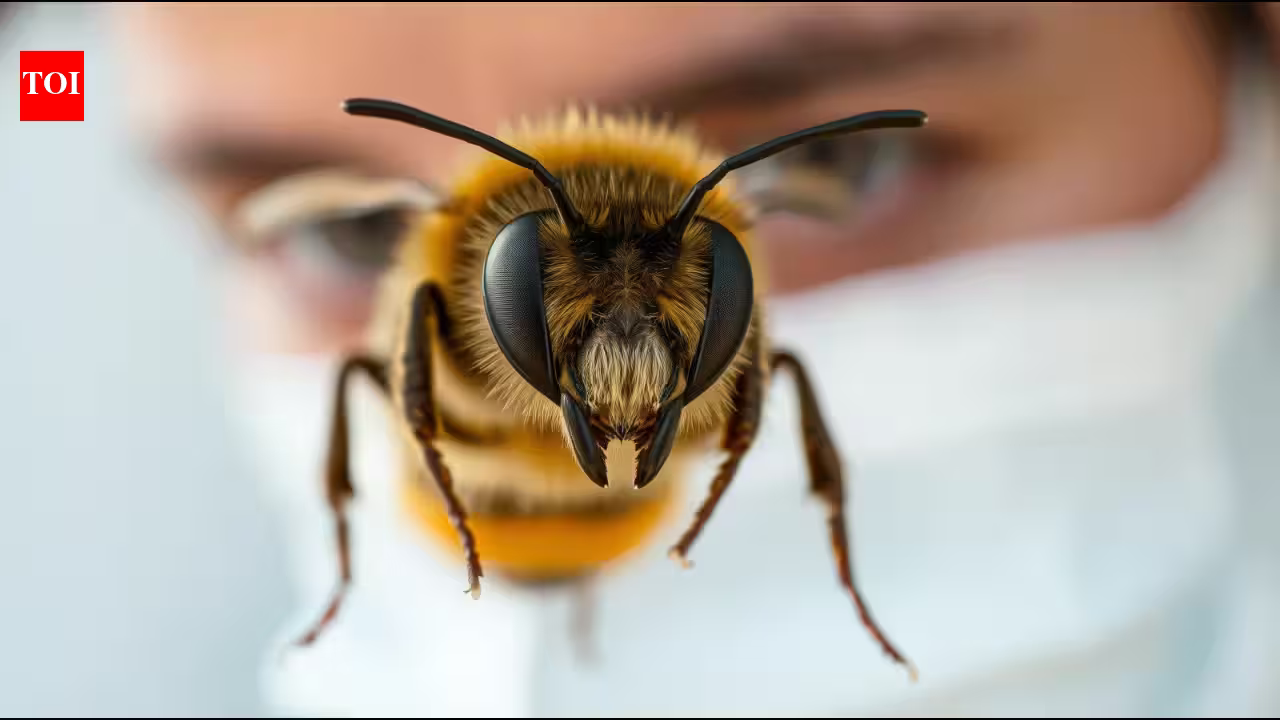 Scientists trained honeybees to recognise human faces, showing how tiny brains can distinguish faces by the arrangement of their features | Scientists trained honeybees to recognise human faces, showing how tiny brains can distinguish faces by the arrangement of their features |