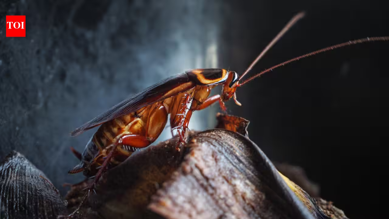 Newborn German cockroaches eat from a shared fecal pile and learn their colony’s smell; the social bond may explain why traps often fail Newborn German cockroaches eat from a shared fecal pile and learn their colony’s smell; the social bond may explain why traps often fail